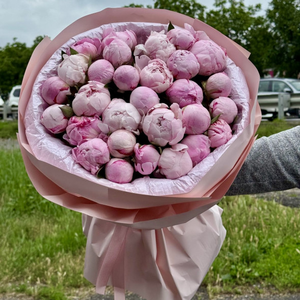 29 пионов &quot;Сара-Бернар&quot; в нежно-розовой упаковке в Коктебеле